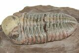 Beautiful Austerops Trilobite Fossil - Jorf, Morocco #328587-2